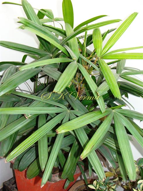  Leaves